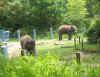 elephants_1.jpg (924290 bytes)